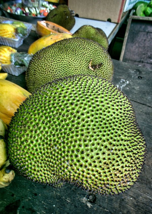 Jacquier / Jackfruit