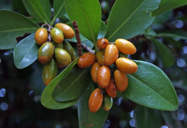 Karaka. Corynocarpaceae