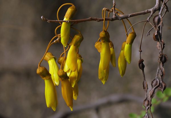 Kōwhai.(genus Sophora). NZ