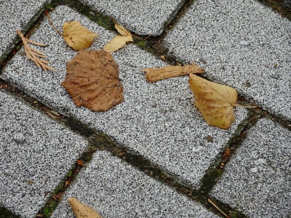 Leaves on tile bricks