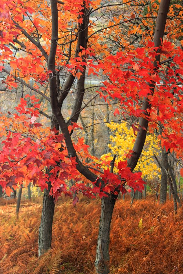 Lehigh Gap Nature Center (Revisited) (7)