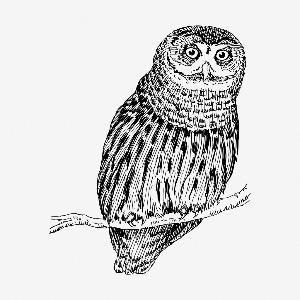 Owl bird hand drawn illustration