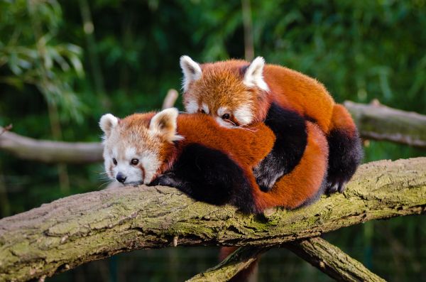 Panda Hugs!