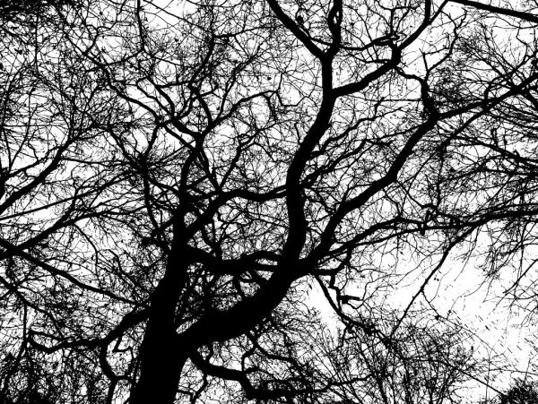 Park-forest scene.