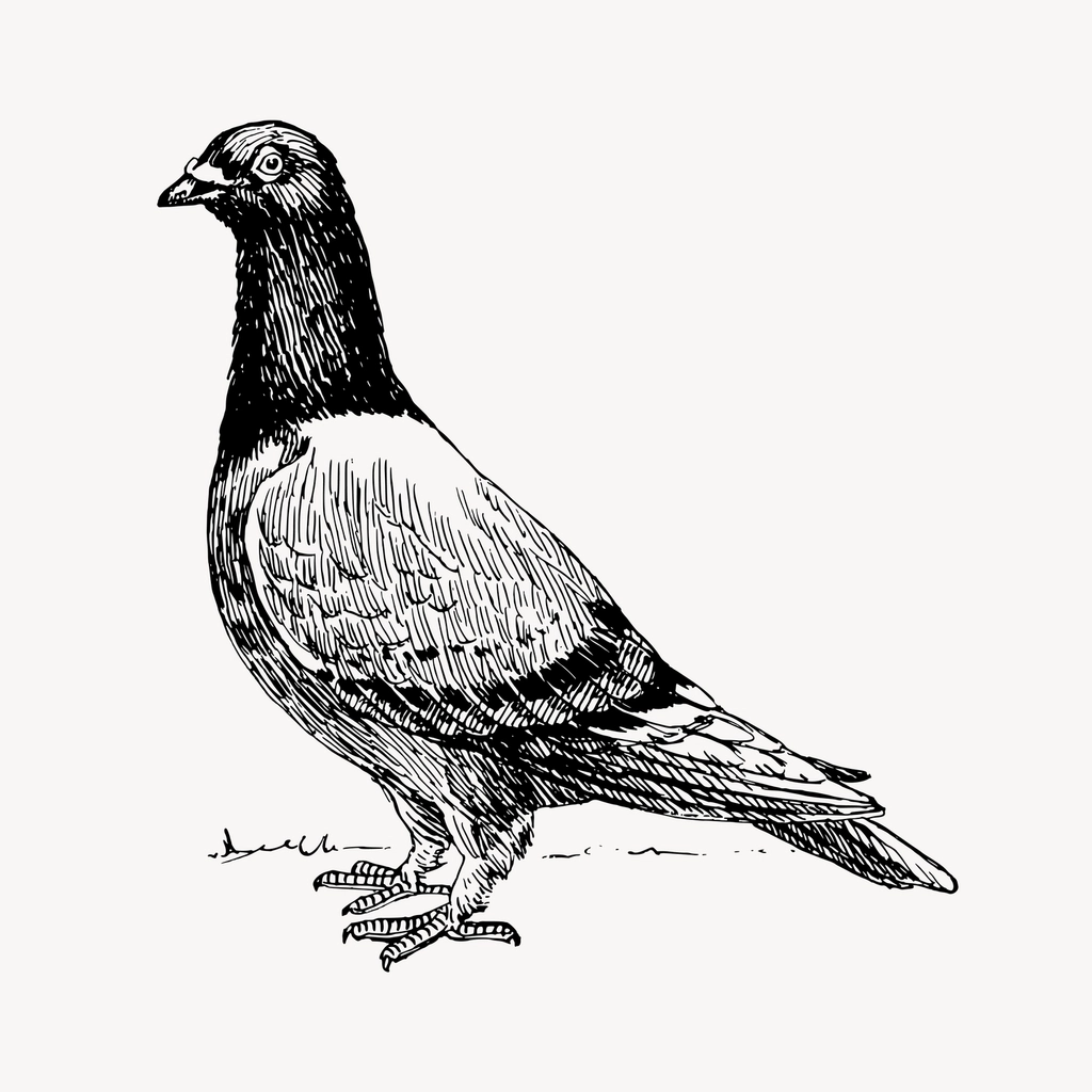 Pigeon bird drawing, hand drawn