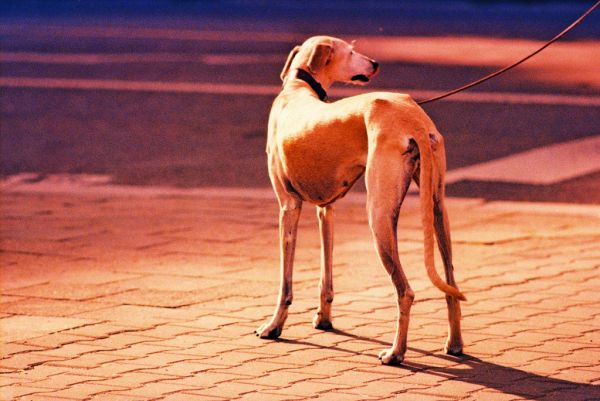 Praktica MTL 5 + Pentacon Electric 4/200 MC - Really Beutiful Dog 2