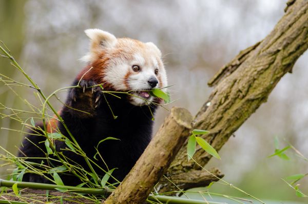Red Panda
