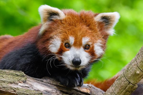 Red Panda