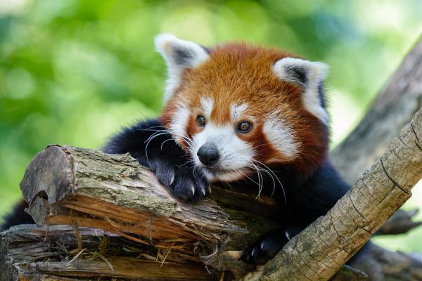 Red Panda