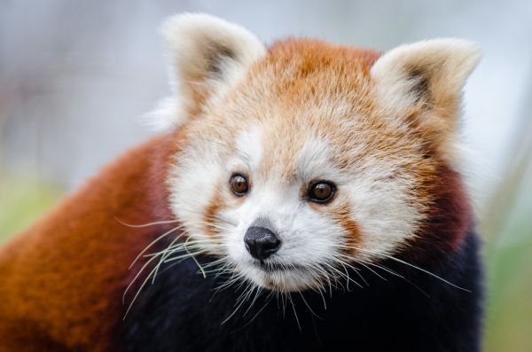 Red Panda