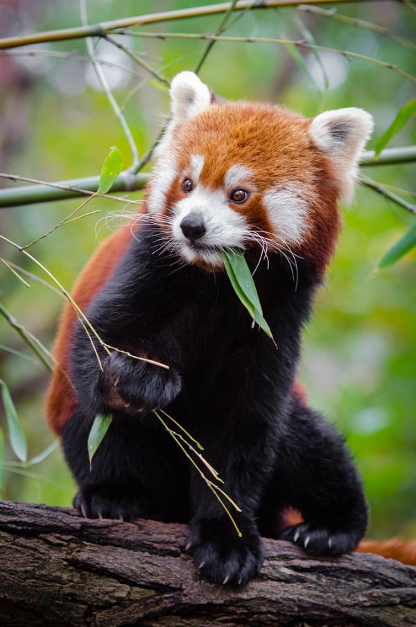 Red Panda