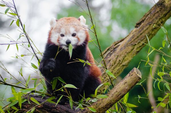 Red Panda