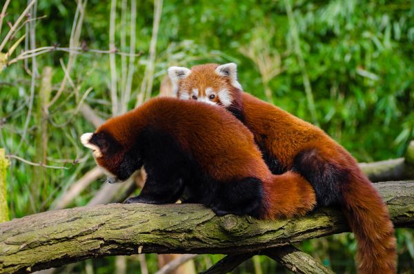 Red Panda Friends