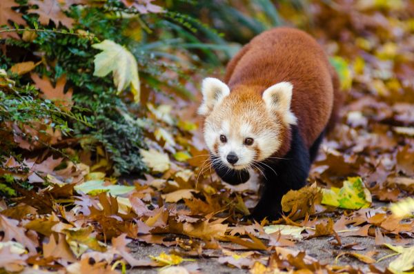 Red Panda