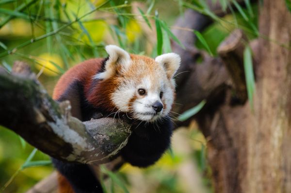 Red Panda