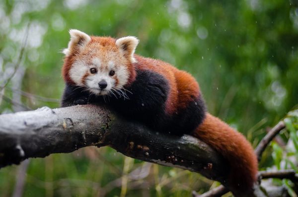Red Panda