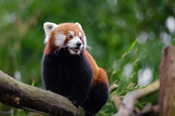 Red Panda