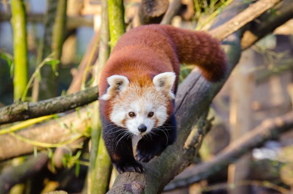 Red Panda