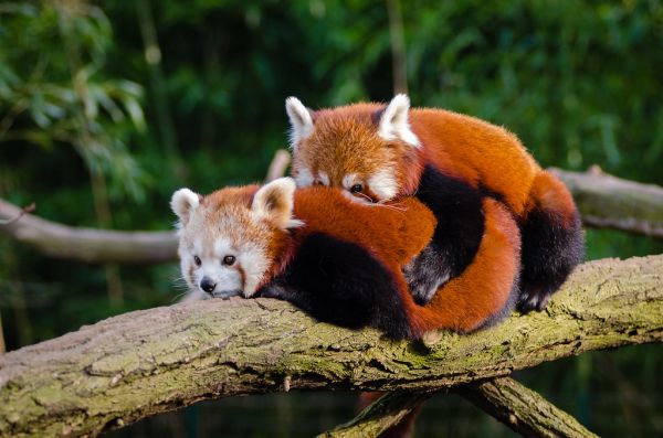 Red Pandas