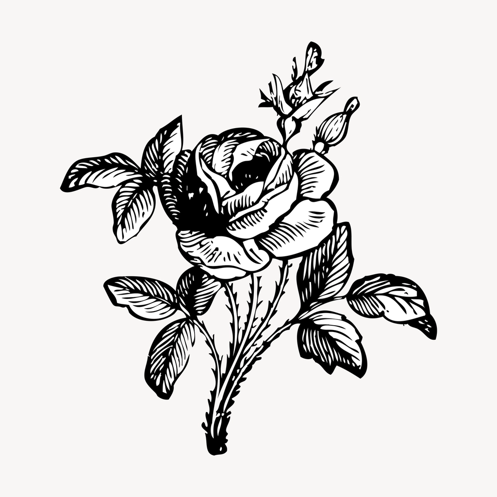 Rose hand drawn clipart, flower