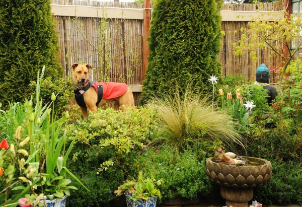 Rosie in the spring, wearing her red raincoat, bamboo fence, Buddha statue, statue, potted plants, A Garden for the Buddha, Seattle, Washington, USA