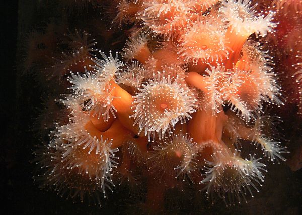 Sea anemones.