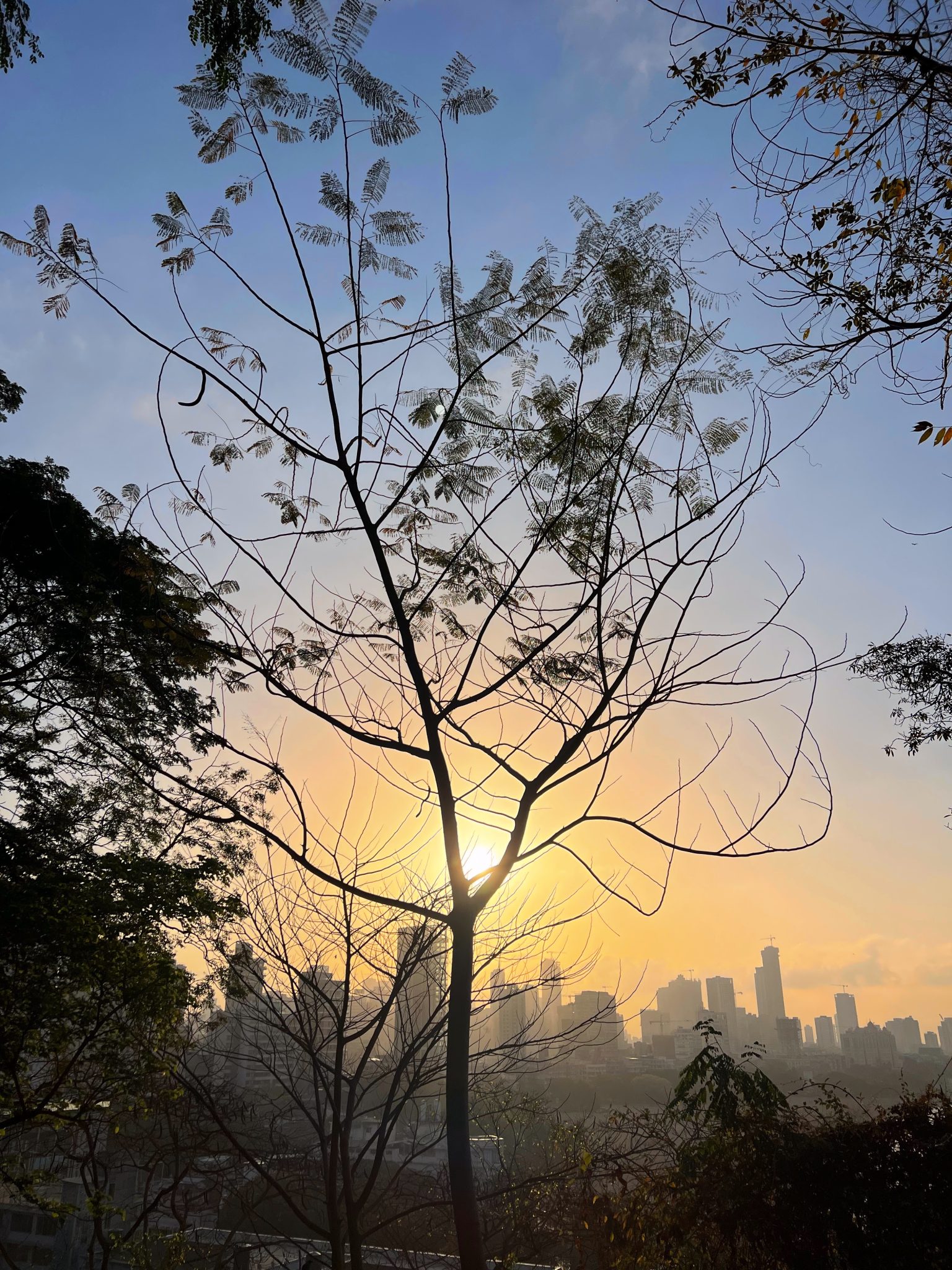 Silhouette of a slender tree in the foreground with a bright golden sunset glowing behind it, framing a distant city skyline under a clear blue sky.