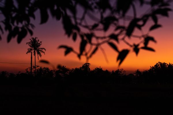 Silhouette of palm trees at tropical sunset on Bali island.