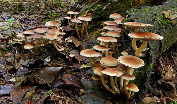 Sulphur tufts (Hypholoma fasciculare)