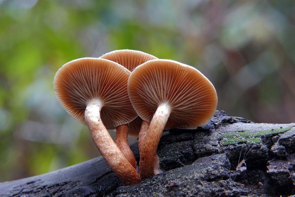 Sulphur tufts (Hypholoma fasciculare)
