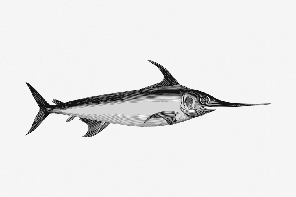 Swordfish animal hand drawn illustration