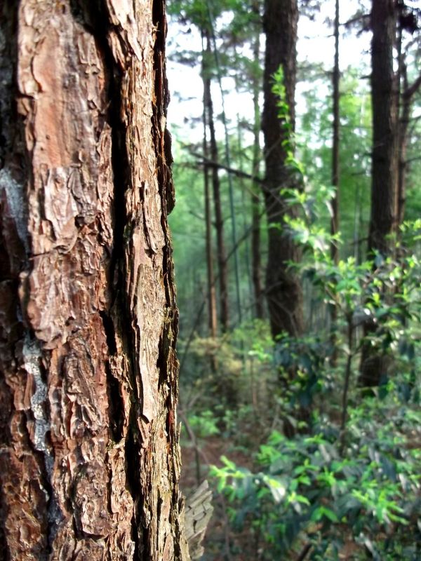 Trees on Hunanese Mountain