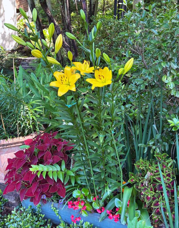 Variety of Garden Plants