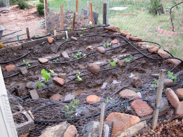 Vegetable Garden 2009