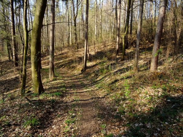 Viehleite Hill Pirna