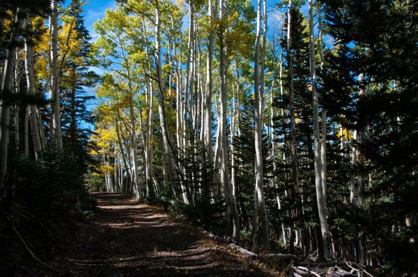 Waterline Trail